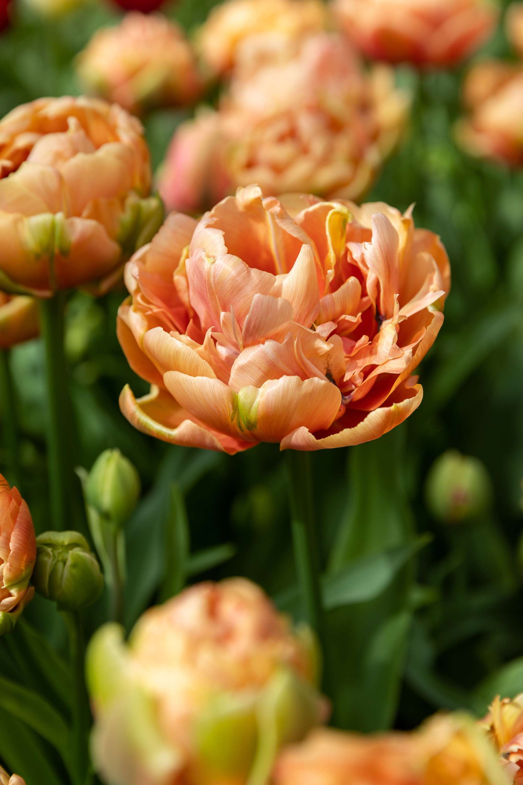 Tulpe 'Copper Image'
